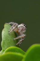 ragno saltatore adulto su una pianta di katy fiammeggiante foto