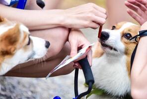 il mano è alimentazione il cane. foto