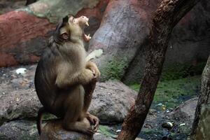 macaca nemestrina. scimmia, coda di maiale macaco foto