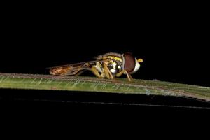 adulto tipico hover fly