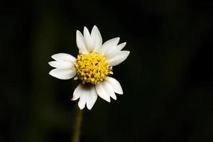 fiore di tridax margherita foto