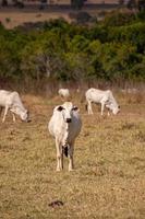 mucca adulta in una fattoria