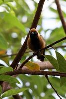 tanager brunito foto