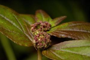 fiori e frutti di una pianta per l'asma foto