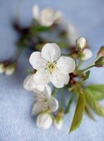 astratto primavera di stagione sfondo con bianca fiori, floreale Immagine con copia spazio foto