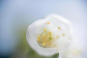 astratto primavera di stagione sfondo con bianca fiori, floreale Immagine con copia spazio foto