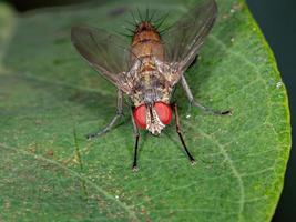 mosca tachinide brasiliana