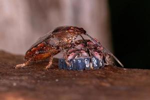 cimice puzzolente femmina adulta foto