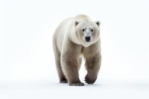 ai generato polare orso passeggiate con fiducia contro un' bianca sfondo, orsi e artico natura concetto foto