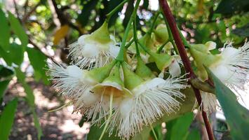 il rosa guaiava fiore ha il scientifico nome syzygium jambos. Questo guaiava frutta ha un' forte aroma piace Rose. foto