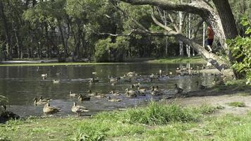 anatre nel il parco. anatre nel il verde parco su un' bellissimo estate giorno. anatre nel un' città parco foto