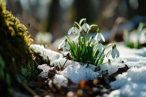 ai generato bucaneve fiori fioritura nel neve copertura. primo primavera fiori foto