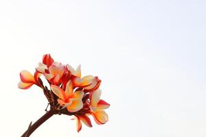 plumeria fiori mazzo e bianca sfondo. foto