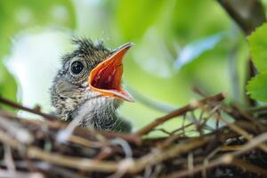 ai generato giovane uccello nel nido con Aperto bocca in attesa per essere alimentato. foto