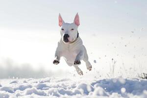 ai generato inglese Toro terrier cane salto nel il neve foto