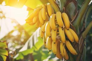 ai generato banane in crescita su alberi. agricoltura e Banana produzione concetto. foto