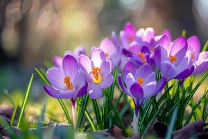 ai generato bellissimo crochi nel primavera volta. foto