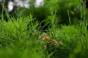 un' nero formica nel il di spessore a forma di foglie foresta foto