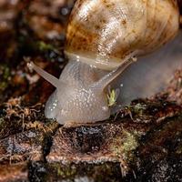 lumaca gigante africana foto