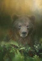 orso bruno con effetti pittorici foto