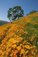 papavero hillside, coloma, california foto