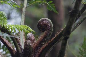 teste di violino di felce, foresta pluviale, ande foto