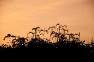 sagome di palme, giungla amazzonica foto