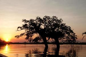 alberi allagati, stagione delle piogge, amazzonia foto