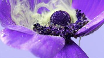 viola fiore germoglio e leggero giallo inchiostri. azione filmato. estremo vicino su di un' lilla morbido bellissimo fiore petali coperto di minuscolo aria bolle nel trasparente acqua. foto