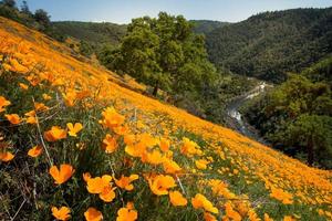 papaveri della california, coloma, california foto