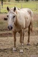 cavallo in una fattoria brasiliana foto