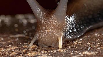lumaca gigante africana foto
