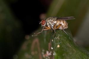 mosca domestica adulta foto