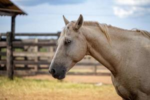 cavallo in una fattoria brasiliana foto