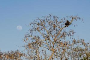 albero favoloso con due avvoltoi neri