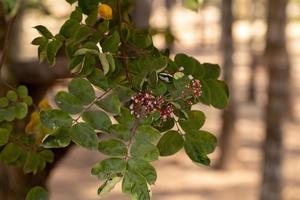 fiore dell'albero di carambola foto