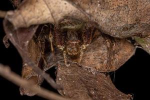 ragno granchio femmina adulta foto