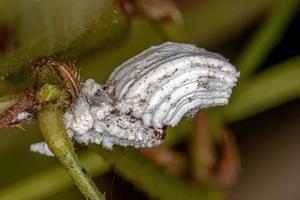 insetti a squama bianca foto