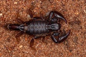scorpione nero adulto foto