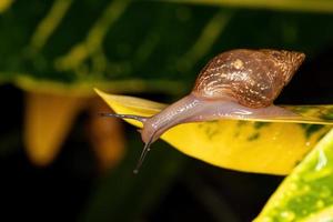 lumaca helicinan brasiliana foto