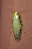 scarafaggio gigante verde