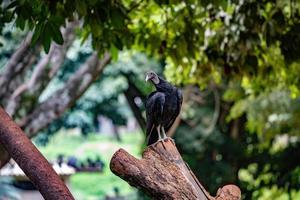 avvoltoio nero americano