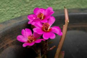 fiore di portulaca paraguaiano foto