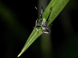 faneropterina adulta katydid foto