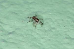 piccolo ragno che salta dal muro grigio