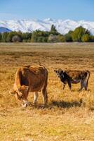 giallo latte mucca con Toro vitello siamo pascolo nel davanti di montagne soleggiato autunno pomeriggio foto