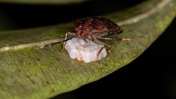 cimice puzzolente brasiliana foto