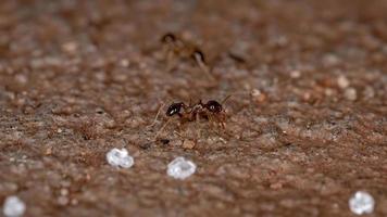 formiche dalla testa grossa foto