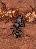 interazione tra formiche tartaruga carpentiere ant foto