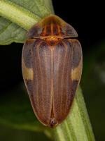 scarabeo lucciola adulto